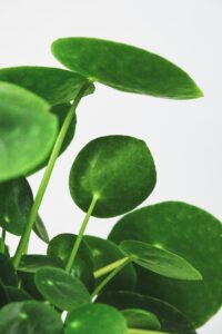 Pilea