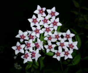 Hoya (Hoya spp.)