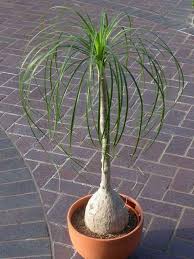 Ponytail Palm