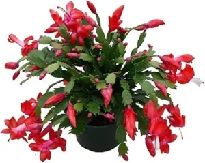 Christmas Cactus