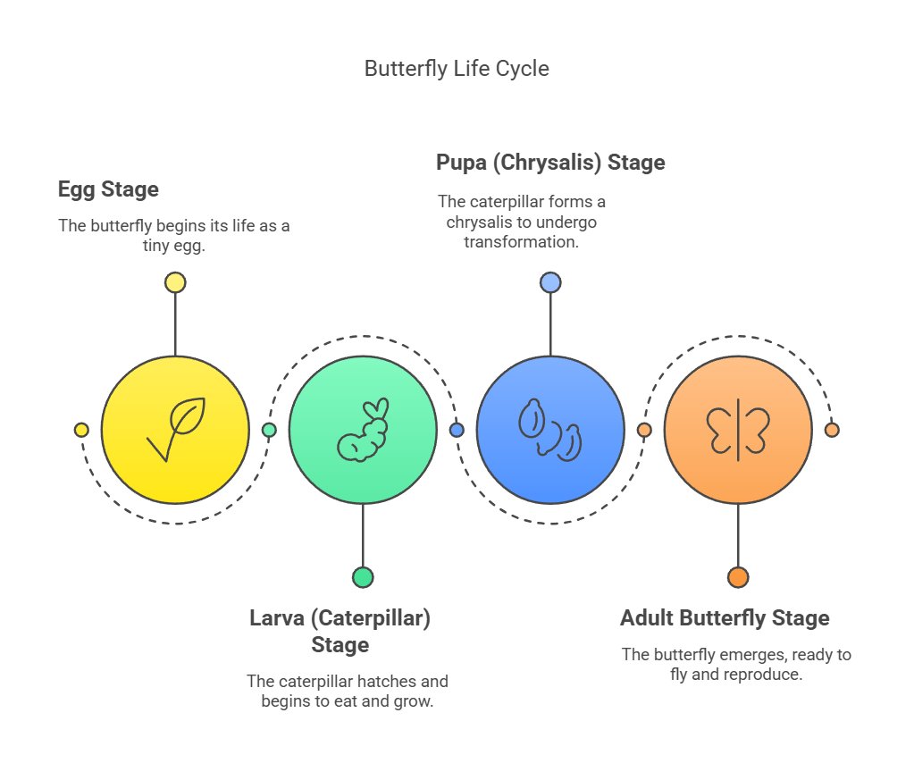 A BUTTERFLY'S LIFE